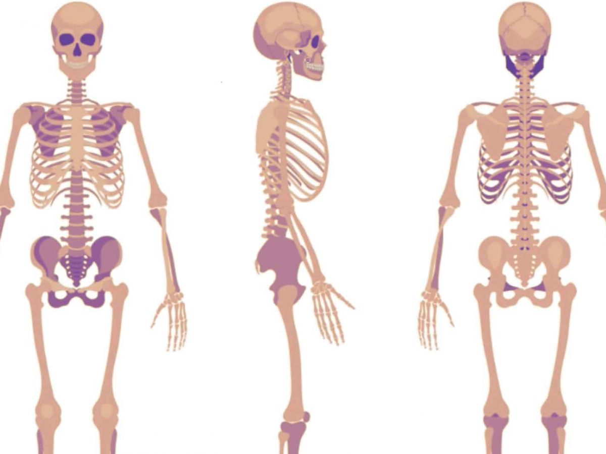 Dibujo de un esqueleto para pintar. Imágenes del cuerpo humano
