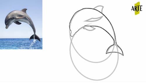 how to draw a dolphin